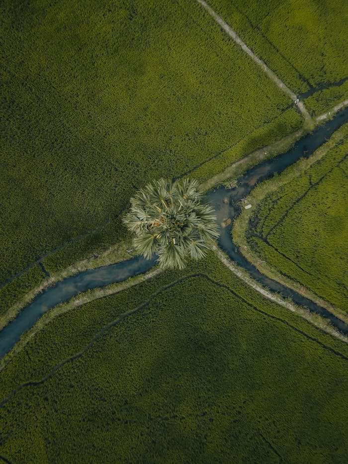 Drone shot of vibrant green fields and a central tree with intersecting paths.